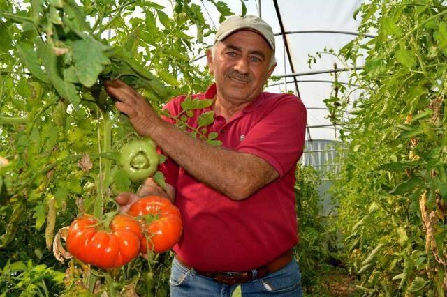 Üreticisinin yüzünü güldüren domates! Bir özelliği var ki, diğerlerinden kolayca ayırt ediliyor