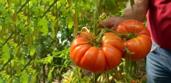 Ata tohumundan üretilen domateslerin her biri 1 kilo geliyor