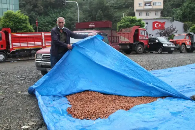 Yağlıdere'de üreticiler fındıklarını kurutabilmek için güneş duası yaptı