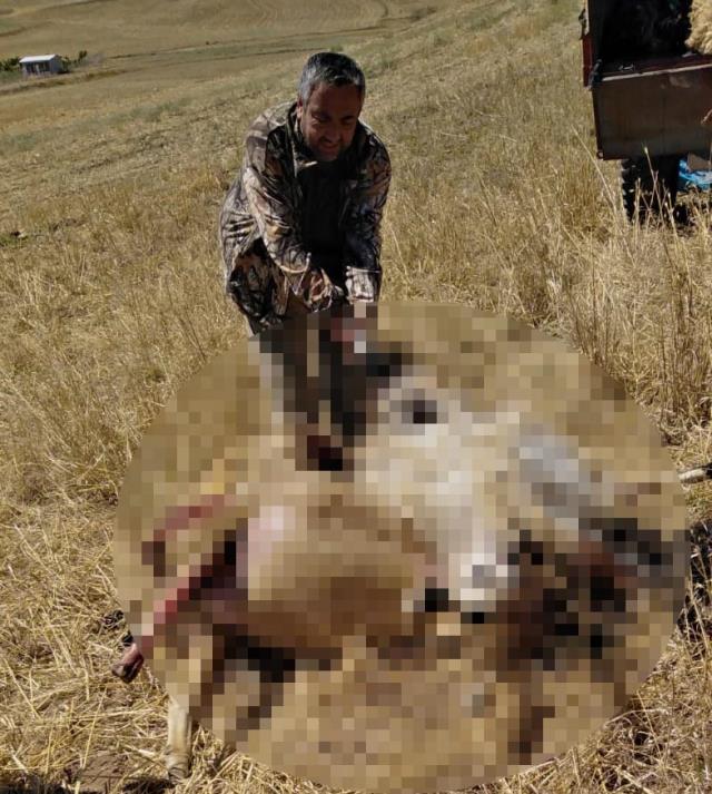 Çoban uyurken saldırıya geçtiler! Gece baskını yapan kurtlar, 30 koyunu öldürdü