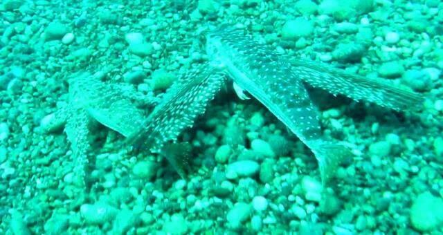 Denizin dibinde görülmemiş olay! Dişisi tehlikeye giren balık kanatlarını açıp, düşmana meydan okudu