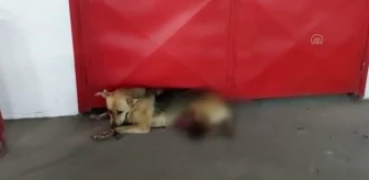 Son dakika haberi: Esenyurt'ta kısırlaştırıldıktan sonra sokağa bırakılan köpeğin dikişlerinin patlaması sonucu ölmesi tepkiye neden oldu