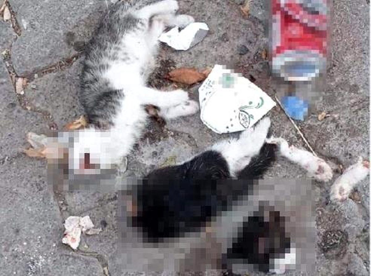 Giresun'da iki kedi yavrusu canice öldürüldü