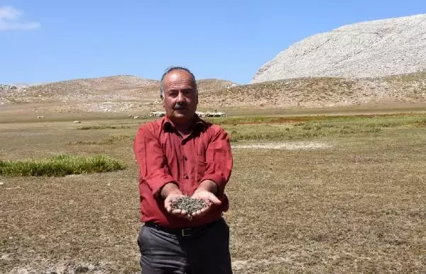 İKİZ GÖLLER KURUYUP TARLA OLDU