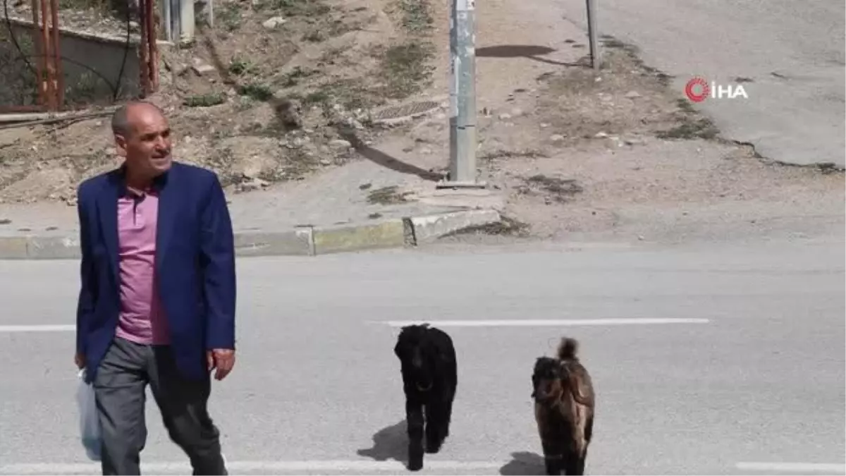 İzzettin amca ile yavru keçinin dostluğu