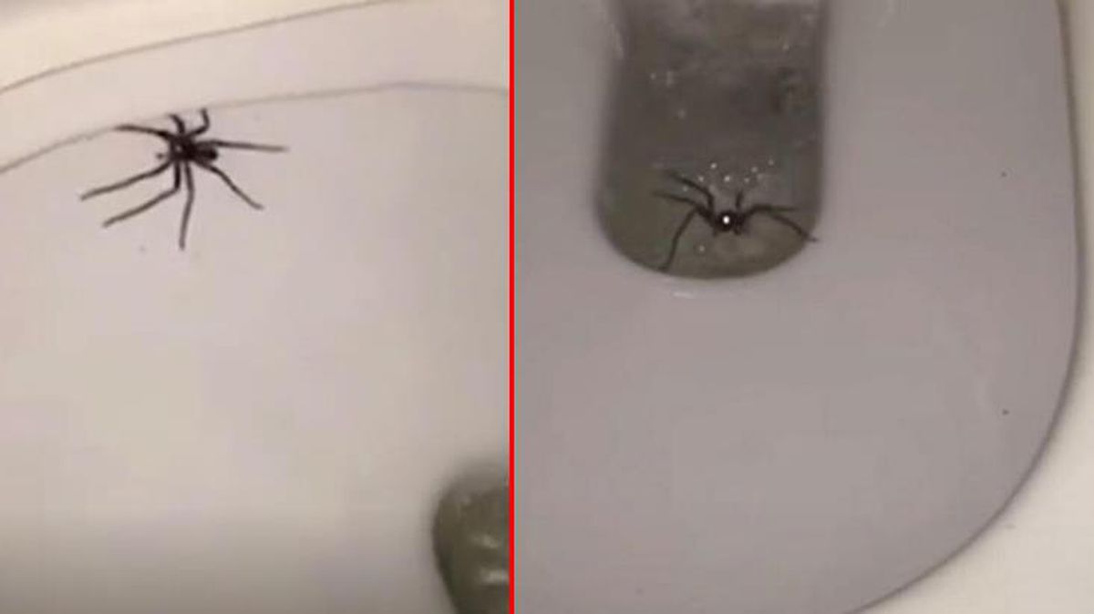 Klozete oturacağı sırada avcı örümceği gören kişi korkuyla sarsıldı! Sifonu çekmesi de işe yaramadı