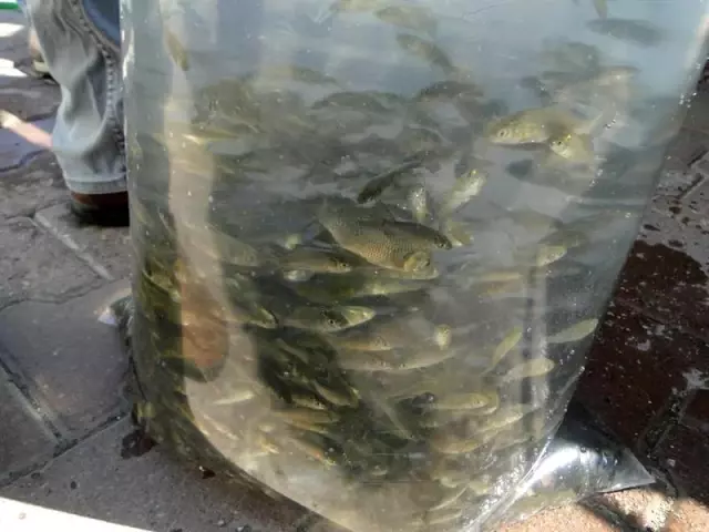 Malatya'da göletlere 120 bin yavru balık bırakıldı