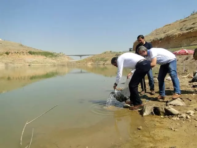 Malatya'da göletlere 120 bin yavru balık bırakıldı