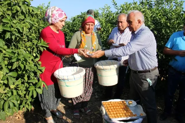 Sezonun ilk limonu dalında 3 liradan satılıyor