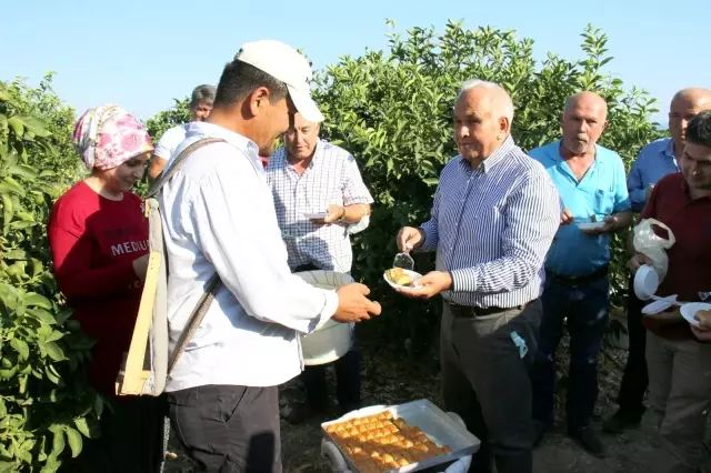 Sezonun ilk limonu dalında 3 liradan satılıyor Sezonun ilk limonu dalında 3 liradan satılıyor