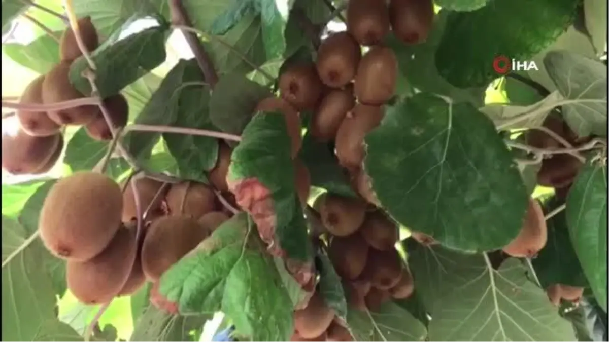 12 yıl önce ektiği fidan ekmek kapısı oldu