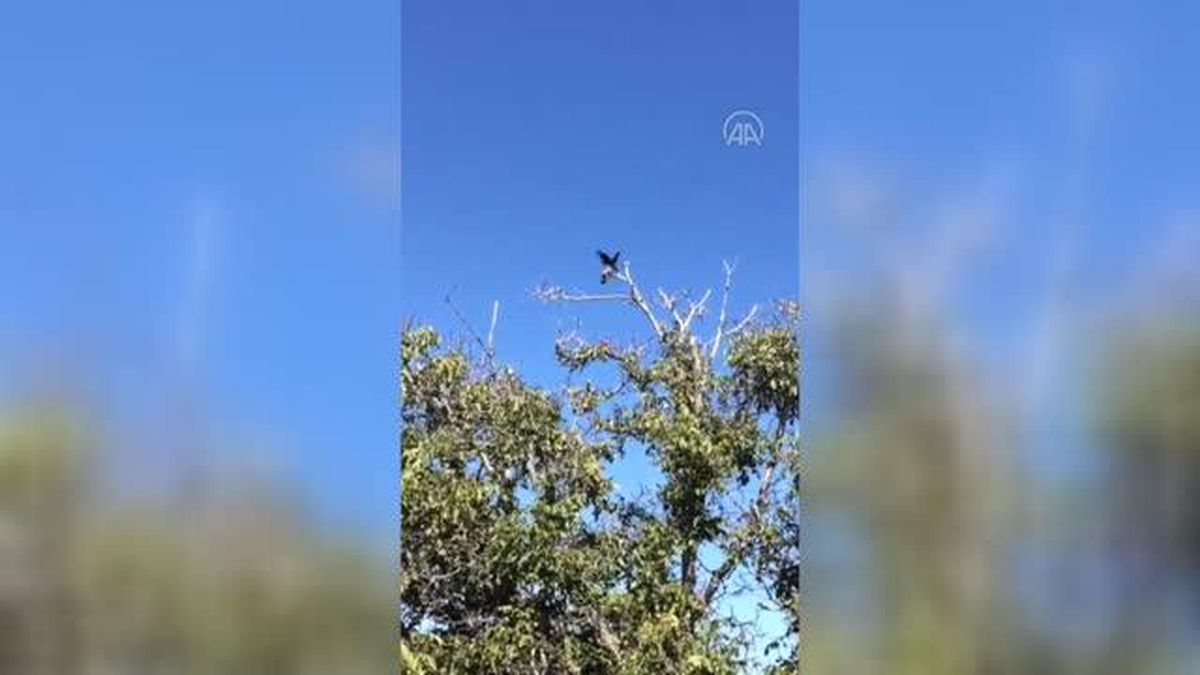 Ağacın dalında asılı kalan kargayı itfaiye ekipleri kurtardı