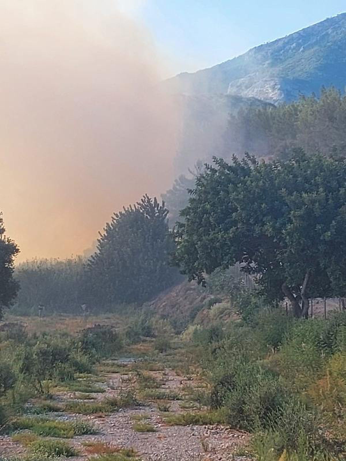 Son dakika haberleri! SÖKE'DEKİ ORMAN YANGINDA TARIM ARAZİLERİ DE ZARAR GÖRDÜ