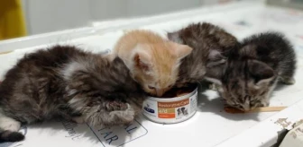 4 kittens found exhausted from hunger are under the care