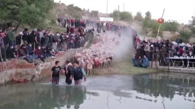 750 yıllık gelenek Hasanpaşa Köyünde yaşatıldı, çobanlar göletten geçirdikleri sürüleri zaptetmekte zorlandı
