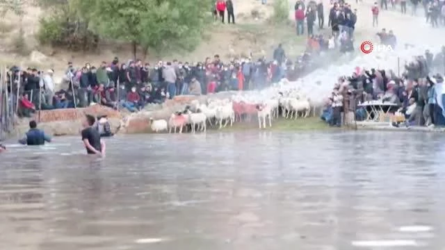 750 yıllık gelenek Hasanpaşa Köyünde yaşatıldı, çobanlar göletten geçirdikleri sürüleri zaptetmekte zorlandı
