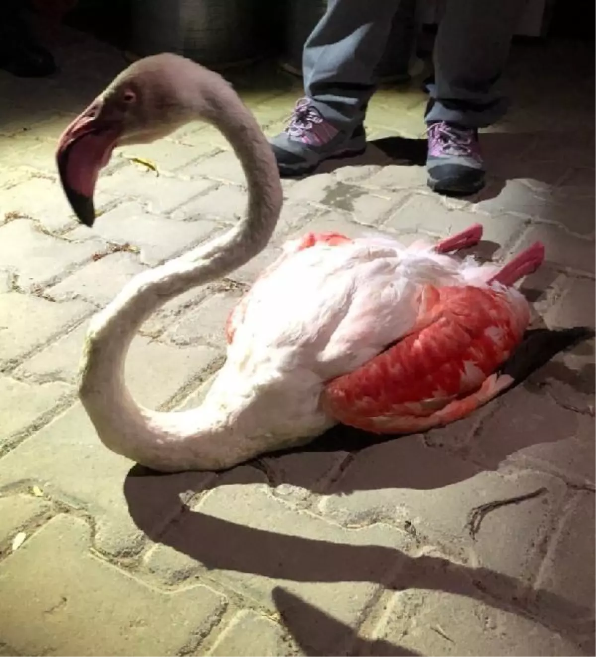 Çanakkale'de yorgun düşen flamingo tedaviye alındı