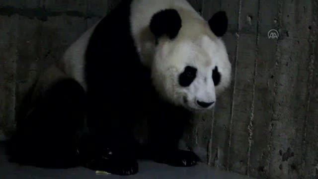Madrid hayvanat bahçesinde dev panda ikiz yavru dünyaya getirdi