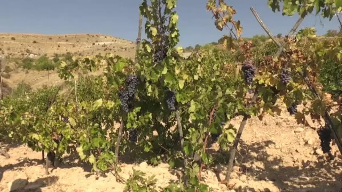 Malatya Banazı karası üzümünün değeri coğrafi işaret tesciliyle artacak