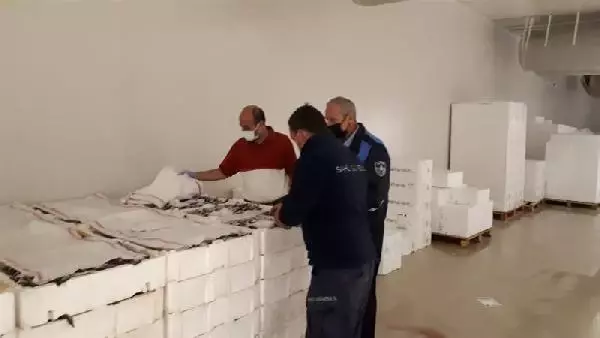 BOY YASAĞINA AYKIRI AVLANAN 7 TON İSTAVRİTE EL KONULDU