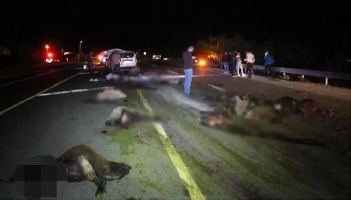 Yol kan gölüne döndü! İki gün arayla koyun sürüsüne dalan araçlar, 85 koyunu öldürdü