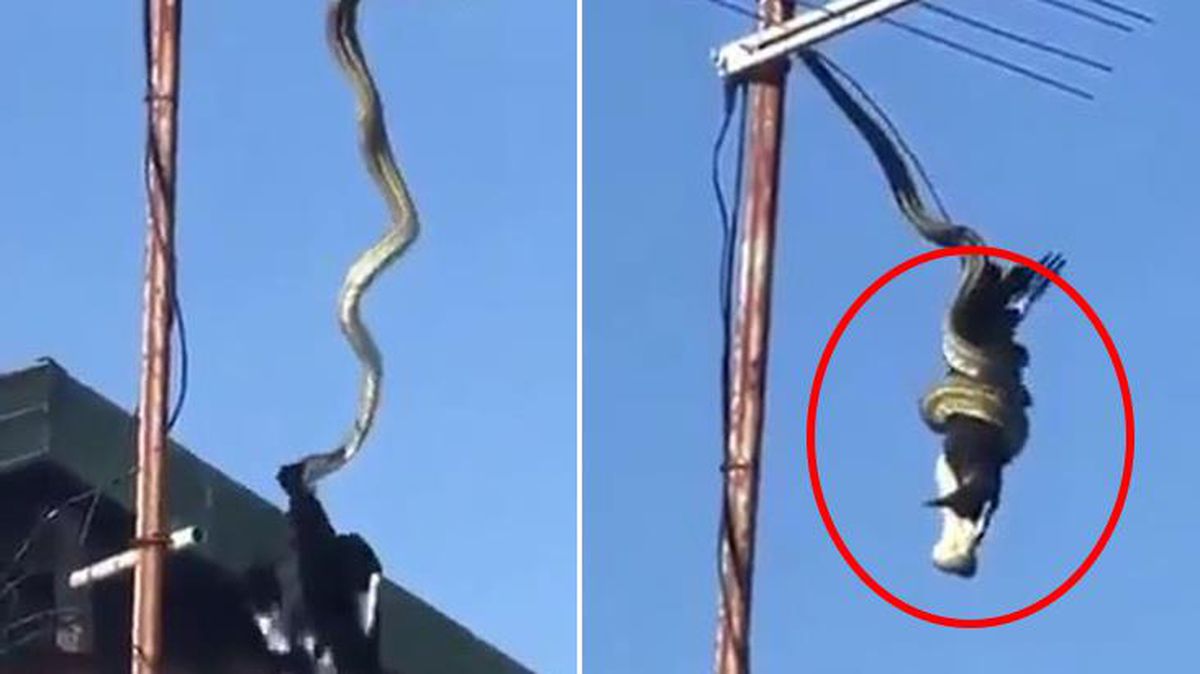 Havada gergin dakikalar! Yılan, önce boğduğu kargayı başından tutarak tek hamlede yuttu