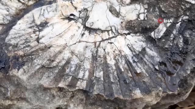 Kaya modülünde en az 65 milyon yıllık deniz canlısı