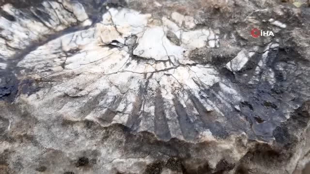 Kaya modülünde en az 65 milyon yıllık deniz canlısı