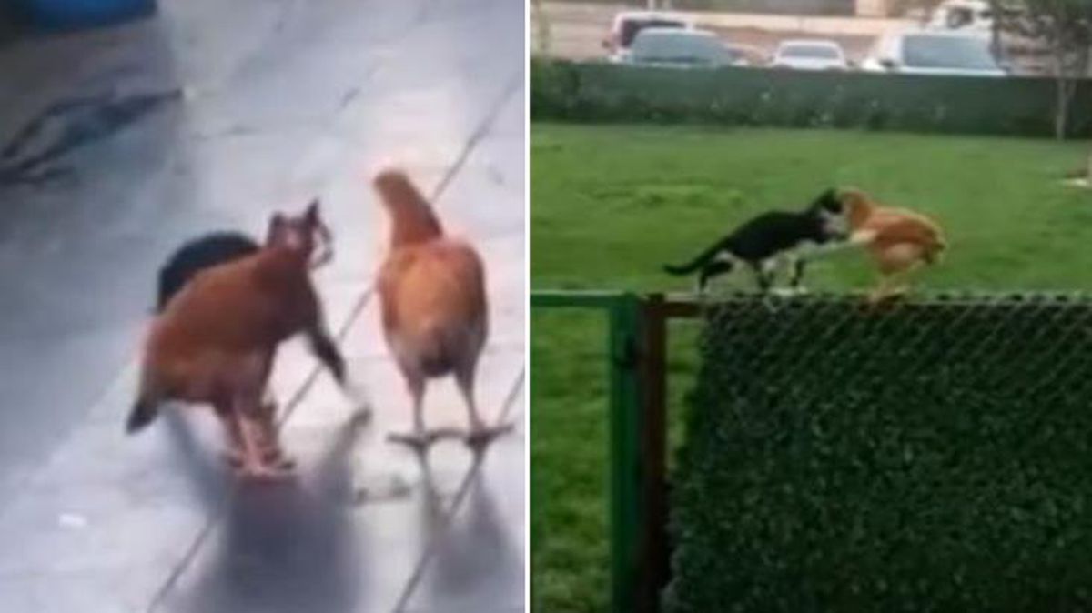 İzleyenleri tebessüm ettiren görüntü! Kedi kendini tavuk, tavuklar da kedi sanıyor