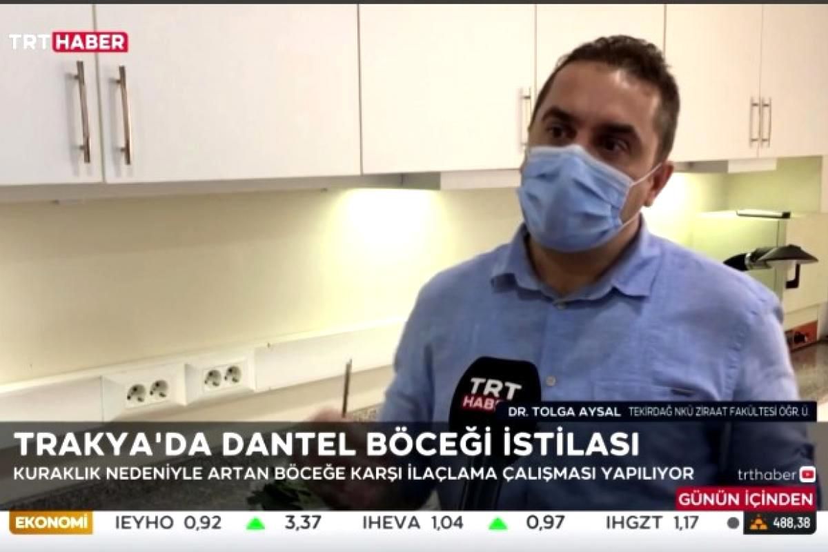 Trakya bölgesinde yaşanan 'Dantel Böceği' salgını Yeni