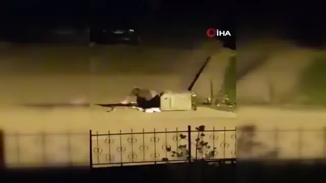 Aç kalan ayı, çöp konteynerinde böyle yiyecek aradı