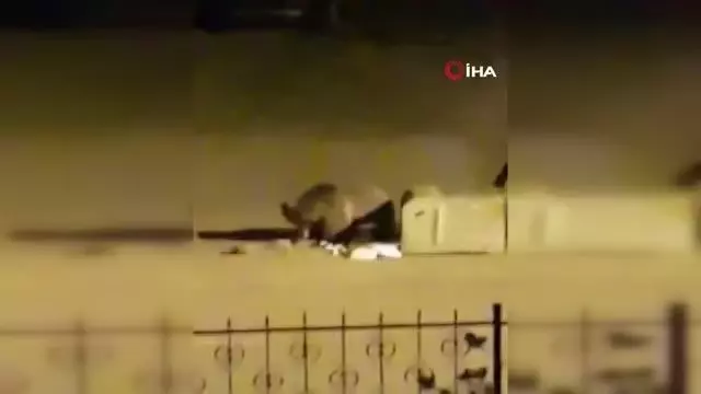Aç kalan ayı, çöp konteynerinde böyle yiyecek aradı