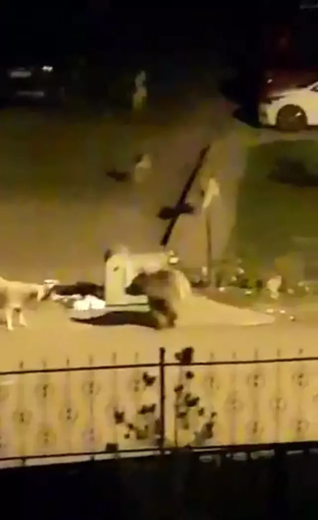 Aç kalan ayı, çöp konteynerinde böyle yiyecek aradı