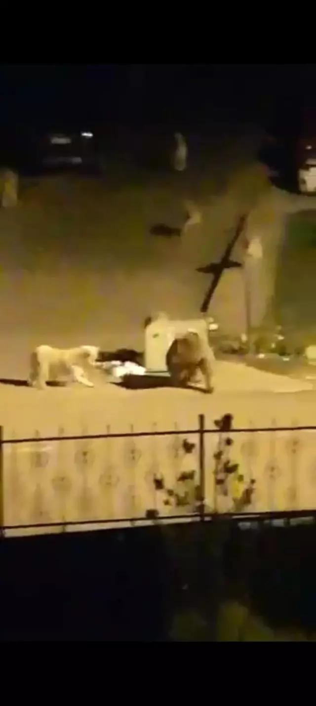 Aç kalan ayı, çöp konteynerinde böyle yiyecek aradı