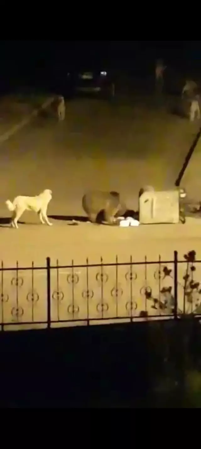Aç kalan ayı, çöp konteynerinde böyle yiyecek aradı