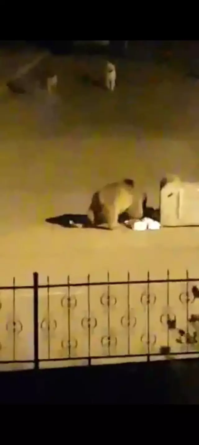 Aç kalan ayı, çöp konteynerinde böyle yiyecek aradı