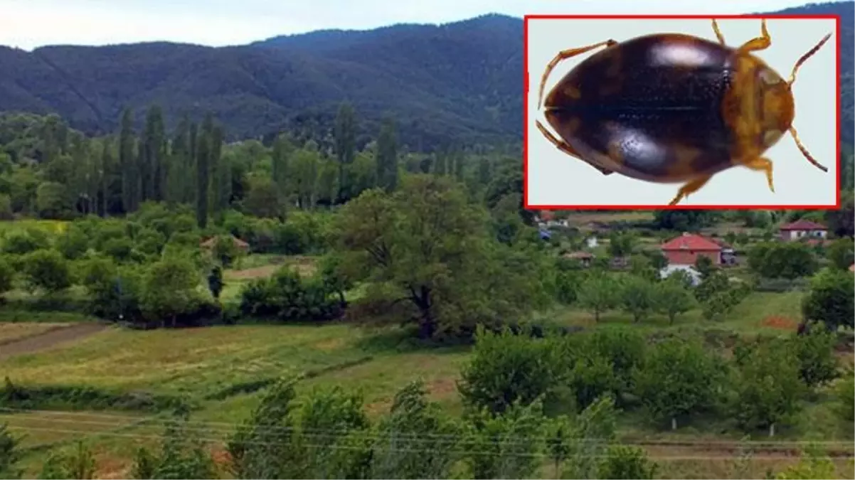 2 milimetre boyunda! Adıyaman'da yeni bir böcek türü keşfedildi