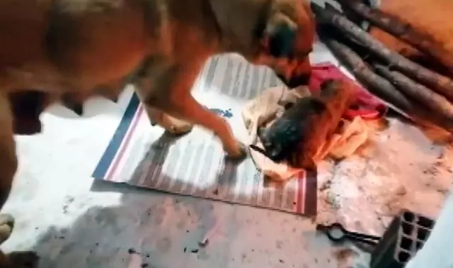 Su kanalına düşen yavru köpek kurtarıldı