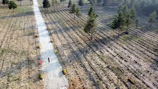 Aromatik bitki şehri tarihi ilçeye derman oluyor