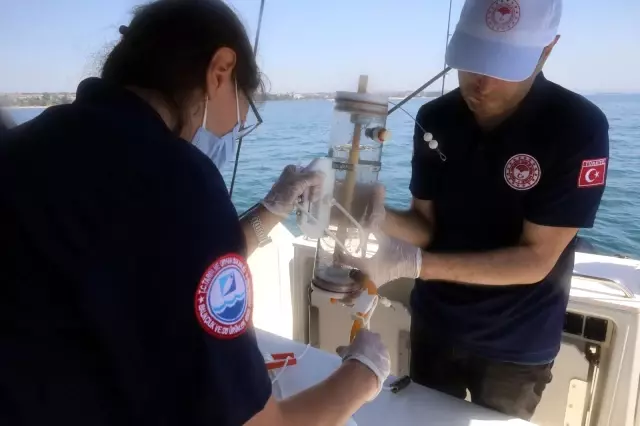 İstanbul İl Tarım ve Orman Müdürlüğü, midye avcılığını böyle denetliyor