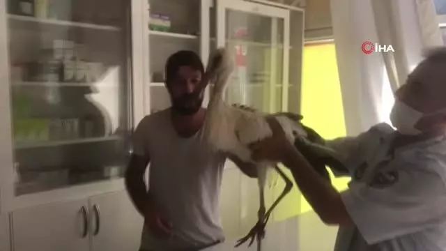 Konya'da yaralı bulunan leylek tedavi altına alındı