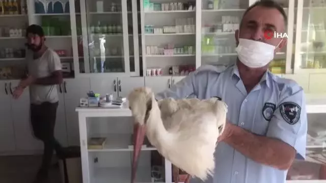 Konya'da yaralı bulunan leylek tedavi altına alındı