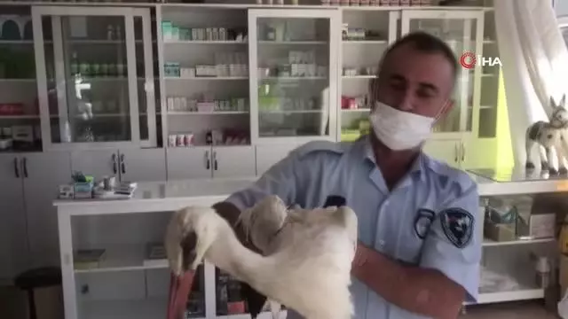 Konya'da yaralı bulunan leylek tedavi altına alındı