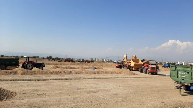 Yer fıstığı hasadı buruk başladı