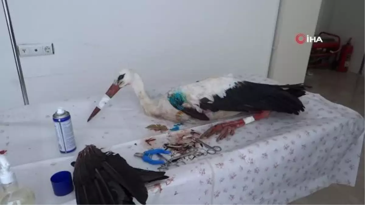 Ovada can çekişirken bulunan leylek koruma altına alındı