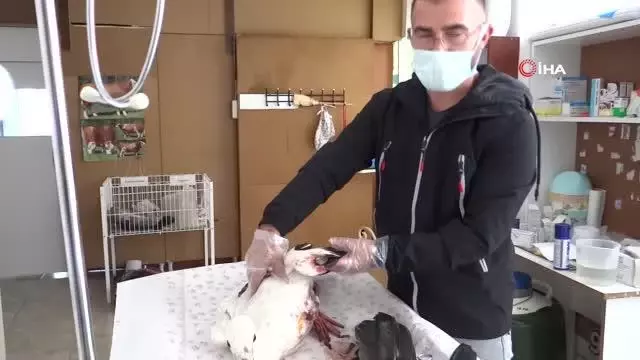 Ovada can çekişirken bulunan leylek koruma altına alındı