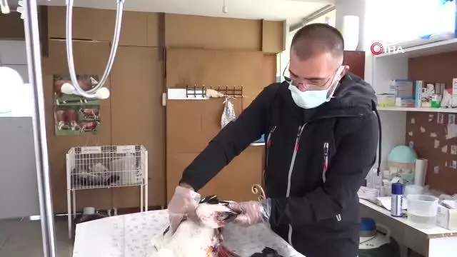 Ovada can çekişirken bulunan leylek koruma altına alındı