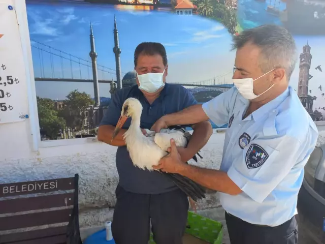 Konya'da yaralı bulunan leylek tedavi altına alındı