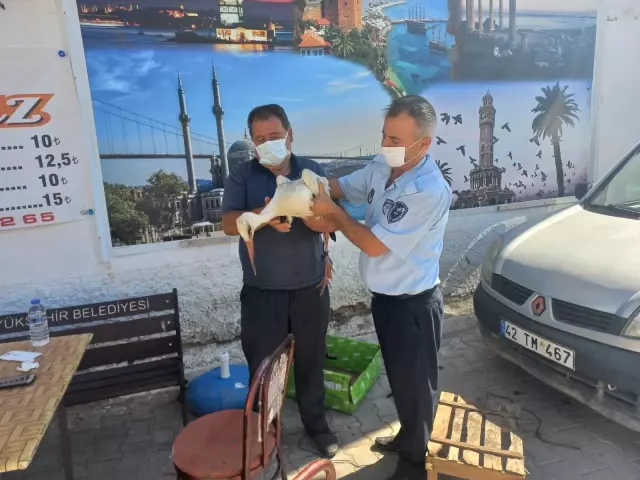 Konya'da yaralı bulunan leylek tedavi altına alındı