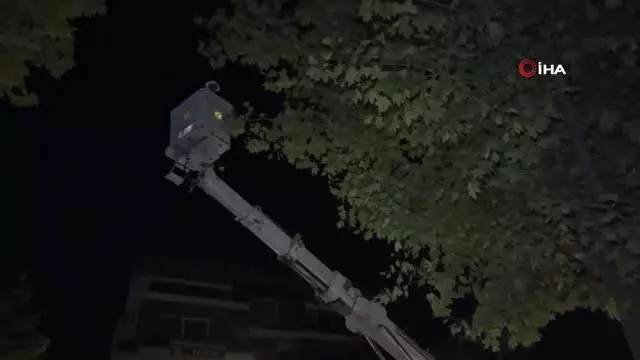 Yeni metro hattındaki ağaçlar kesilmek yerine taşındı
